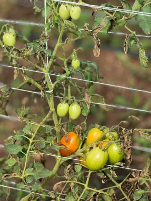 a Sustainable Pathway to Land Ownership and Profitable Farming, Abeokuta North, Ogun, Commercial Land for Sale