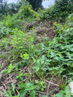 a Peaceful and Strategic 700 Acres of Farm Land, Seriki Village Via Alabata Odeda Local Government Abeokuta, Odeda, Ogun, Commercial Land for Sale