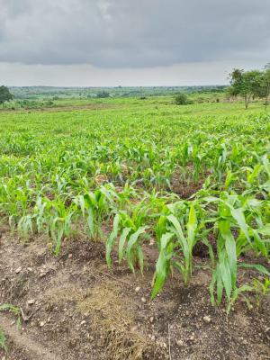 Farm Land, Near Segun Odegbami Football Academy,wasinmi Farm District, Abeokuta South, Ogun, Mixed-use Land for Sale