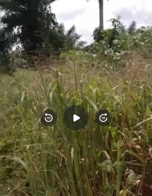 20 Plots Virgin Land Ubulu Uku Delta State, Ubulu Uku-issele Uku Road Ubulu Uku, Aniocha South, Delta, Mixed-use Land for Sale