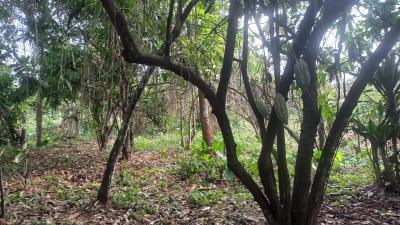 Cheapest Cocoa Farm, Cocoa Farm Land Located Along Old Abeokuta Road Ogun State, Obafemi Owode, Ogun, Industrial Land for Sale