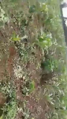 Acres of Farmland, Mokoloki, Mowe Ofada, Ogun, Mixed-use Land for Sale