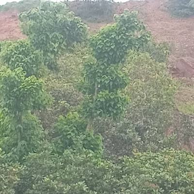 1 Hectare of Land, Guzape District, Abuja, Residential Land for Sale