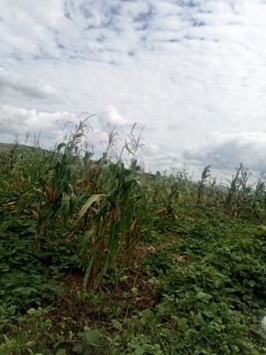 450sqm of Residential Land for 4 Bedrooms Fully Detached Penthouse +bq, Waru, Apo, Abuja, Residential Land for Sale