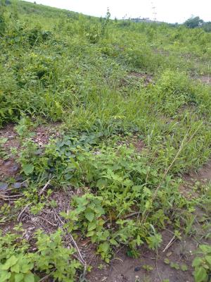 Premium Affordable Dry Land with Gazette in Folu Community, Prestige Gardens Estate After Lacampyne Tropicana Resort, Okun-ise, Ibeju Lekki, Lagos, Land for Sale