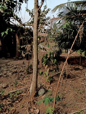 Land 400sqm, Obanikoro  Lagos, Obanikoro, Shomolu, Lagos, Residential Land for Rent
