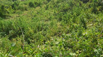 Land, Guzape District, Abuja, Residential Land for Sale