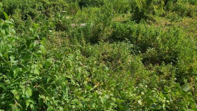 Land, Guzape District, Abuja, Residential Land for Sale