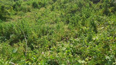 Land, Guzape District, Abuja, Residential Land for Sale