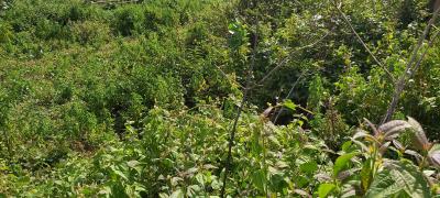 Land, Guzape District, Abuja, Residential Land for Sale