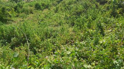 Land, Guzape District, Abuja, Residential Land for Sale