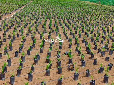 1 Acre of Palm Plantation — Iseyin-Saki Road,, Iseyin, Oyo