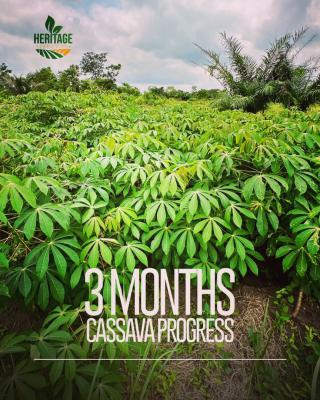 Earn Up to N2m Yearly From Cassava Plantation, Off Funaab, Alabata Road, Odeda, Ogun, Mixed-use Land for Sale