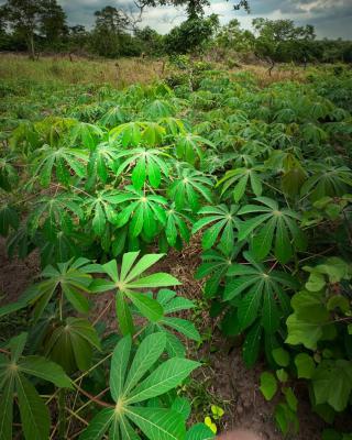 Make Money Annually From Cassava Farming, Off Funaab, Alabata Road, Odeda, Ogun, Mixed-use Land for Sale