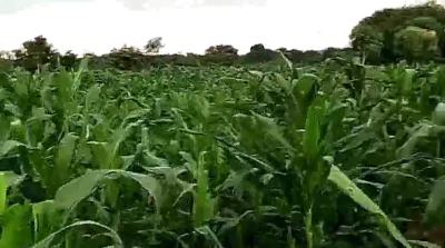 12 Hectare Farmland with Nagis Documentation, Opposite Snake Farm, Karu, Nasarawa, Mixed-use Land for Sale