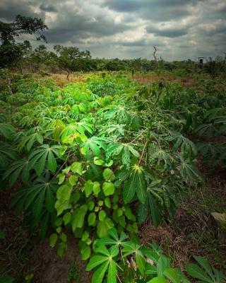 Own Affordable, Fertile Farmland Ideal for Cassava Farming, Off Funaab, Alabata Road, Odeda, Ogun, Mixed-use Land for Sale