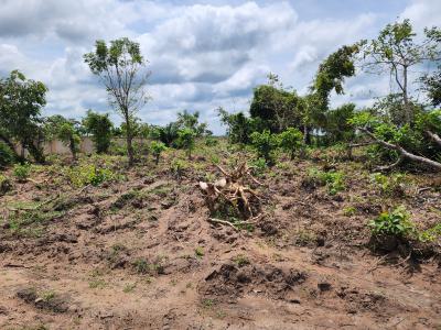 Get Your Own Farmland and Start Cultivating Cashew, Off Funaab, Alabata Road, Odeda, Ogun, Land for Sale
