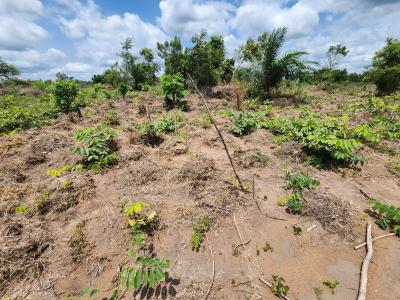 Acres of Farmland with a Promo Offer Suitable for Cocoa Plantation, Off Funaab, Alabata Road, Odeda, Ogun, Mixed-use Land for Sale