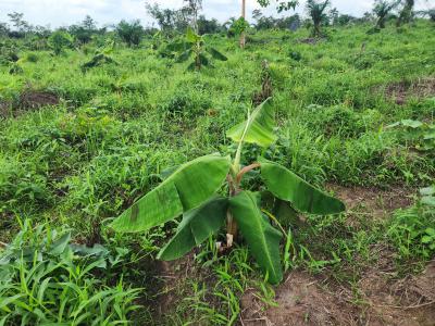 Own 100% Fertile Farmland, Ideal for Plantain Farming, Off Funaab, Alabata Road, Odeda, Ogun, Mixed-use Land for Sale