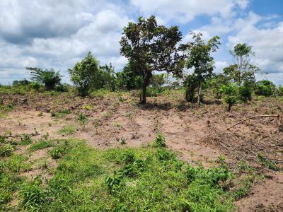 Get Your Own Farmland and Start Cultivating Cashew, Off Funaab, Alabata Road, Odeda, Ogun, Mixed-use Land for Sale