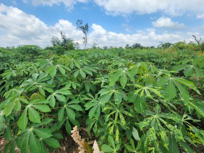 Own Productive Farmland Suitable for Cassava Farming, Off Funaab, Alabata Road, Odeda, Ogun, Mixed-use Land for Sale