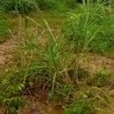 an Acre of Land Along Cmd Road Ikeja Lagos, Cmd Road Magodo Ikeja, Gra Phase 2, Magodo, Lagos, Commercial Land for Sale