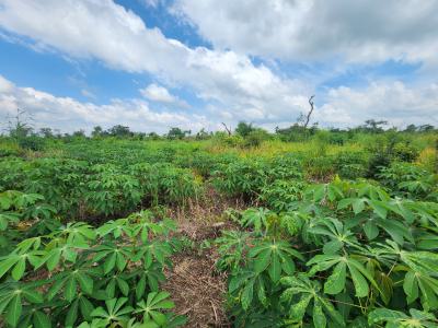 Acres of Farmland with a Promo Offer Suitable for Cassava Plantation, Off Funaab, Alabata Road, Odeda, Ogun, Mixed-use Land for Sale