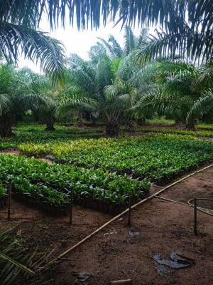 Farmland of Palm Trees Plantation on 130 Acres of Land with C of O, Farmland with Palmtrees @ Ofada Axis, Mowe Ofada, Ogun, Land for Sale