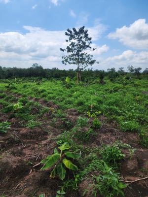 Get Your Own Farm Plots and Start Cultivating, Off Funaab, Alabata Road, Odeda, Ogun, Mixed-use Land for Sale