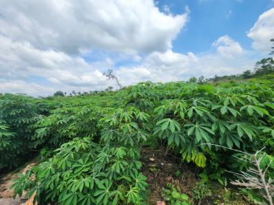 Earn Consistent Profit While Your Crops Do The Work, Off Funaab, Alabata Road, Odeda, Ogun, Mixed-use Land for Sale