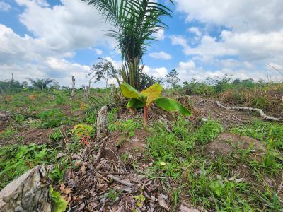 Stop Watching Others Profit From Agriculture, Join Them, Off Funaab, Alabata Road, Odeda, Ogun, Mixed-use Land for Sale