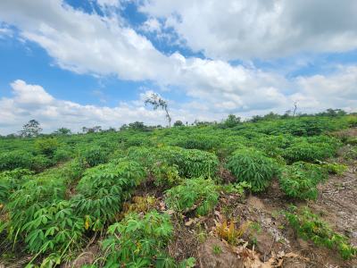 Earn Consistent Returns From Agriculture Without Daily Involvement, Off Funaab, Alabata Road, Odeda, Ogun, Mixed-use Land for Sale