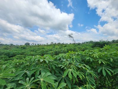 Invest in Acres of Productive Agricultural Land, Off Funaab, Alabata Road, Odeda, Ogun, Mixed-use Land for Sale