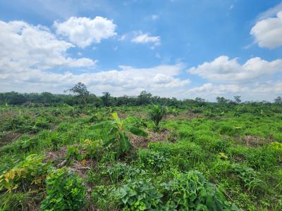 Own Hectares of 100% Fertile Farmland, Ideal for Plantain Farming, Off Funaab, Alabata Road, Odeda, Ogun, Mixed-use Land for Sale