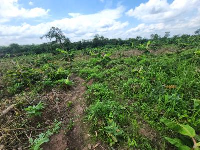 Make a Lot of Money From Agriculture By Owning Affordable Farmland, Off Funaab, Alabata Road, Odeda, Ogun, Mixed-use Land for Sale
