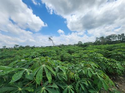 Own Acres of Farmland and Earn a Lot From Agriculture Without Stress, Off Funaab, Alabata Road, Odeda, Ogun, Mixed-use Land for Sale