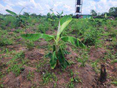 Turn Farmland Into a Lifetime Source of Income, Off Funaab, Alabata Road, Odeda, Ogun, Mixed-use Land for Sale