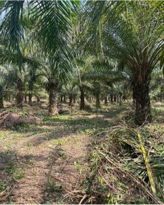 Palm Oil Plantation, Ibadan, Oyo, Commercial Property for Sale