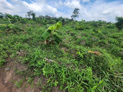 Earn Consistent Returns From Agriculture Without Daily Involvement, Off Funaab, Alabata Road, Odeda, Ogun, Mixed-use Land for Sale