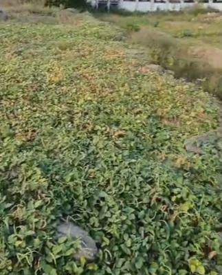 6000sqm of Land, Eko Atlantic, Victoria Island (vi), Lagos, Mixed-use Land Joint Venture