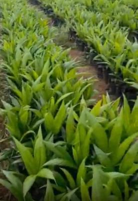 Farm Land, Ayetoro , Ogun State, Abeokuta North, Ogun, Commercial Land for Sale