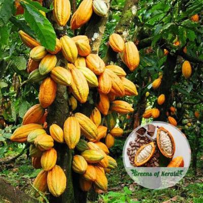 Invest in Cocoa Plantation for Generational Wealth Creation, Aiyetoro, Yewa North, Ogun, Mixed-use Land for Sale