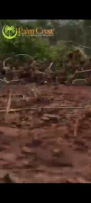 Palm Trees Farm Land Investment, Imeko Afon, Ogun, Commercial Land for Sale