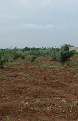 Palm Oil Plantation with Annual Roi