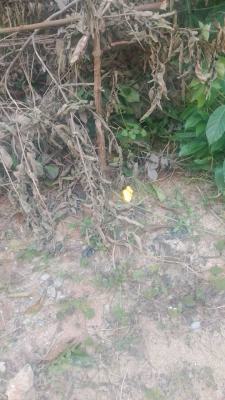 a 980 Sqm of Land, Off Adegboyega Street, Olowora, Magodo, Olowora, Magodo, Lagos, Mixed-use Land for Sale