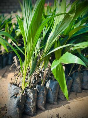 Own Fertile Farmland with Access to Funaab with Instant Allocation, Buy 5 Plots, Get 1 Plot Free, Flexible Payment Plan Available, Abeokuta North, Ogun, Mixed-use Land for Sale