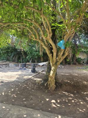 3,338m2-land  with C of O, Ikoyi, Ikoyi, Lagos, Residential Land for Sale