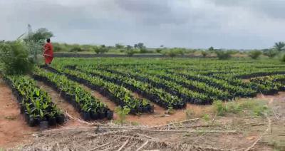 Acres and Heactares of Palm Oil Farmland, Iloti, Ewekoro, Ogun, Mixed-use Land for Sale