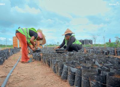 Acres and Hectares of Palm Oil Tree Farmland, Iseyin-saki Road, Iseyin, Oyo, Land for Sale