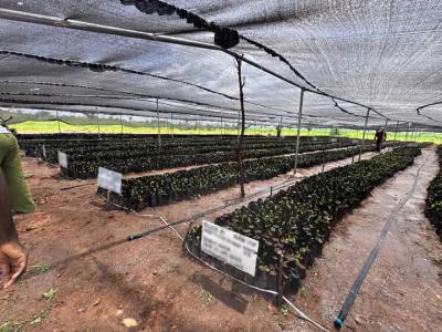 Acres and Hectares of Oil Palm Trees Farm in Aiyetoro After Abeokuta, Oil Palm Trees at Aiyetoro Town, Abeokuta North, Ogun, Commercial Land for Sale